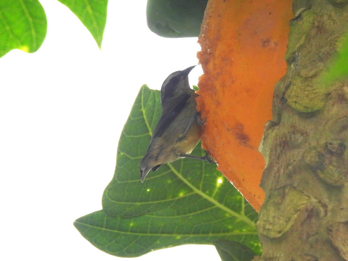 Bananaquit - ML647648843