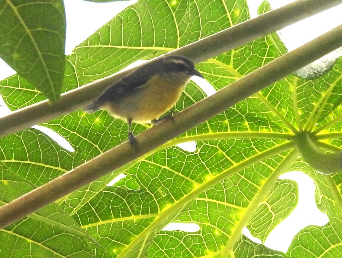 Sucrier à ventre jaune - ML647648844