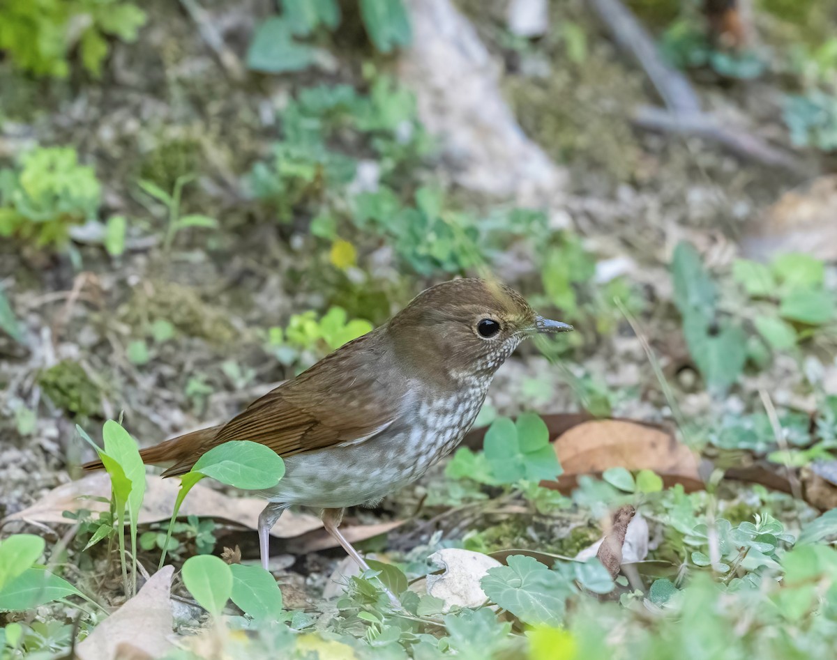 紅尾歌鴝 - ML647648845