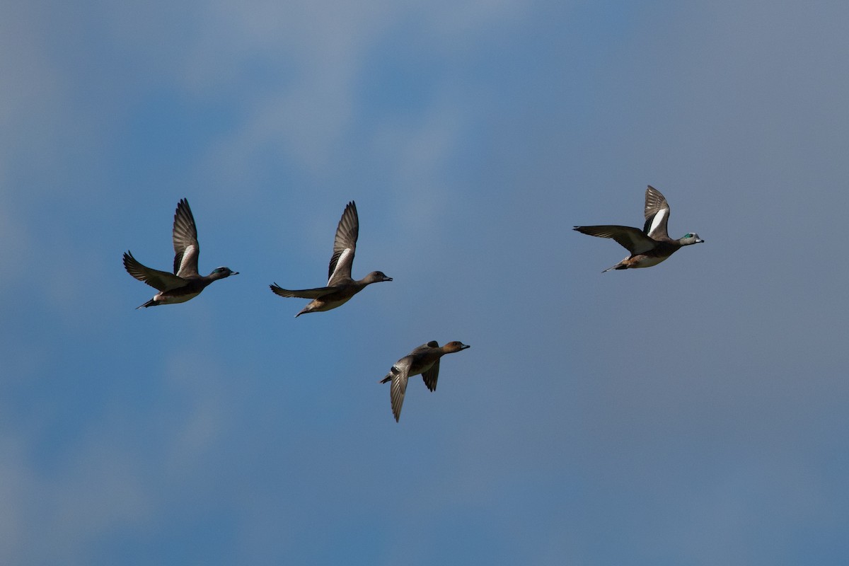 赤頸鴨 - ML647648848