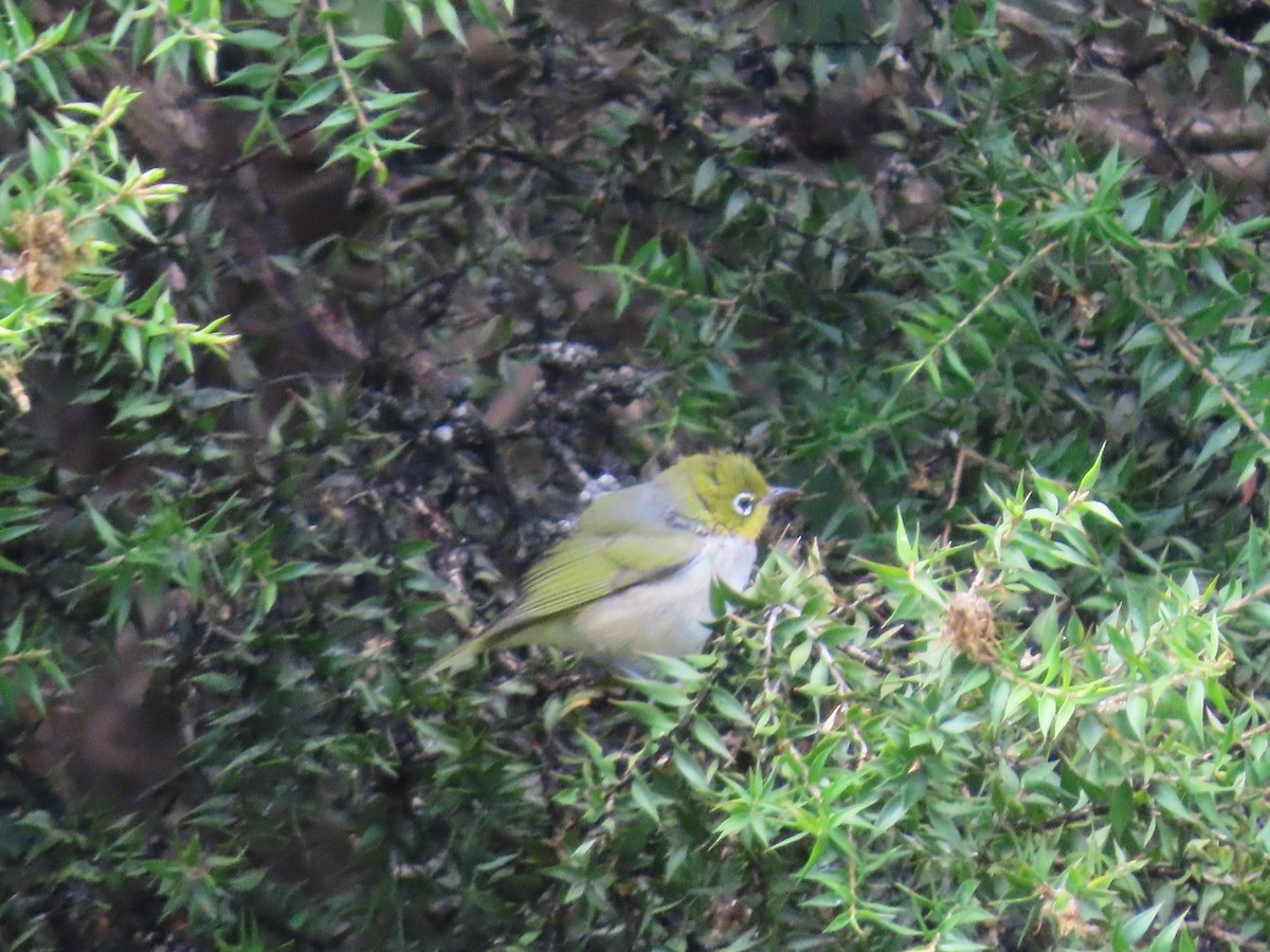 Silvereye - ML647648860