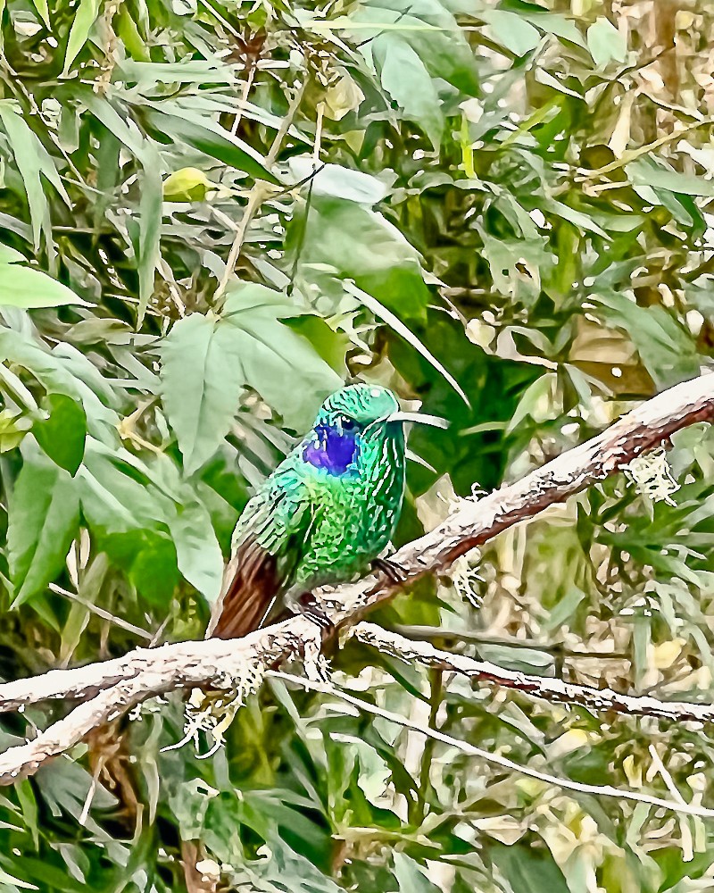 Lesser Violetear - ML647648865