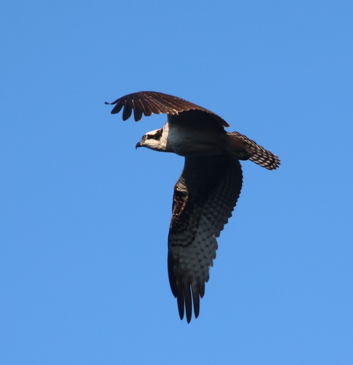 魚鷹 - ML647648866