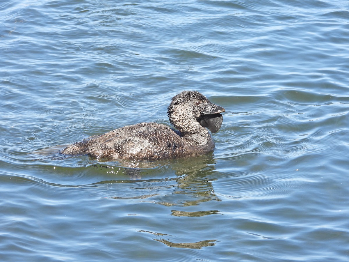 Musk Duck - ML647648873