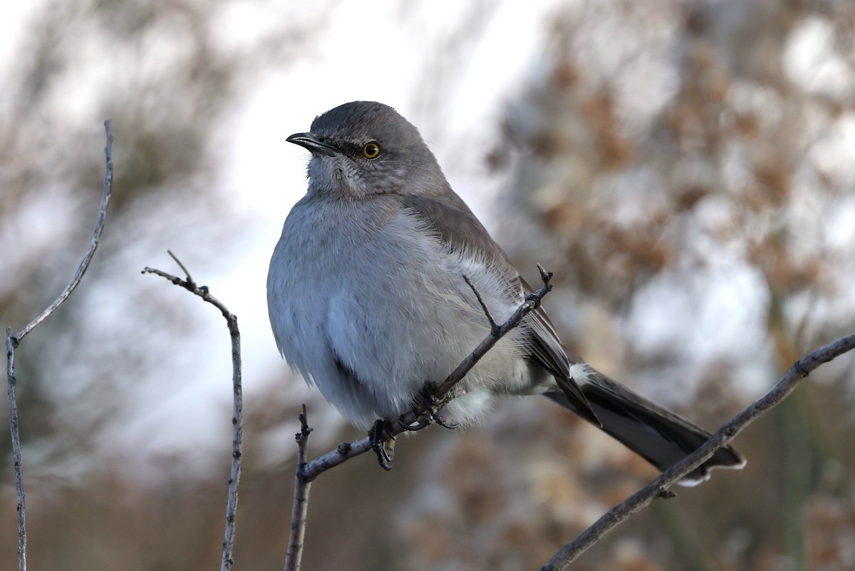 Northern Mockingbird - ML647648928