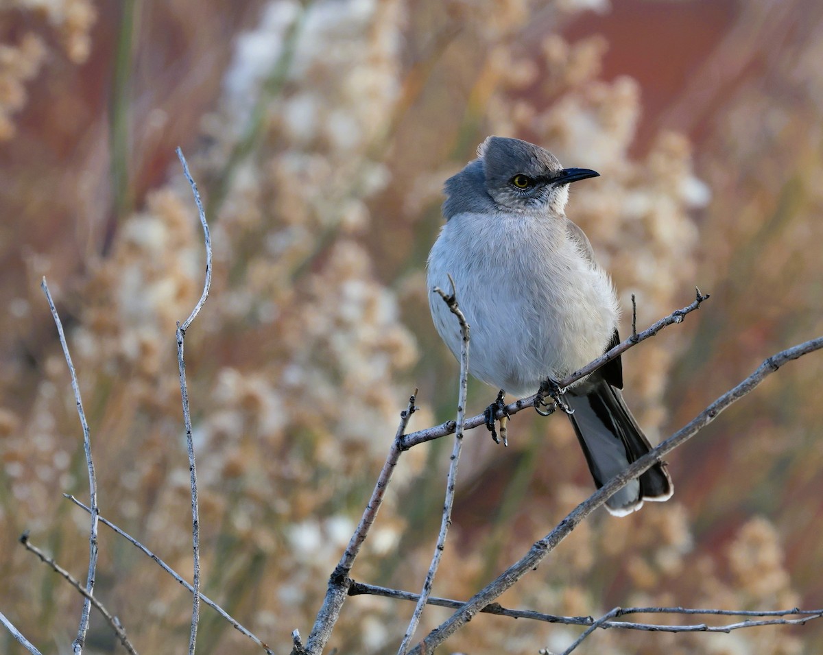 Northern Mockingbird - ML647648929