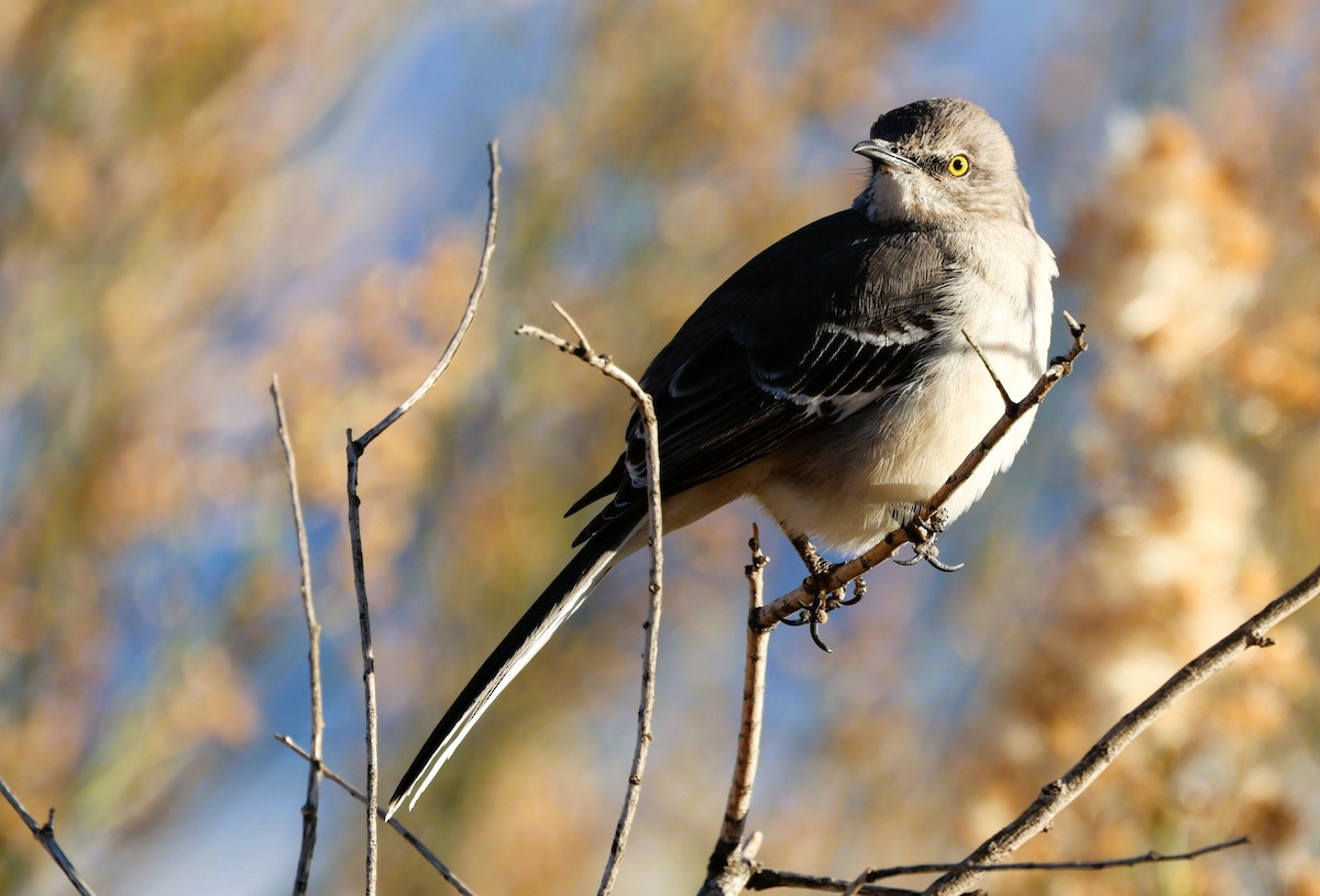 Northern Mockingbird - ML647648930