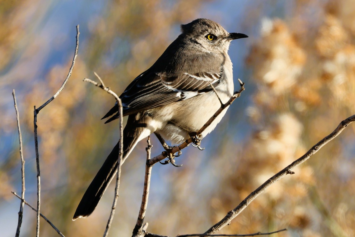 Northern Mockingbird - ML647648931