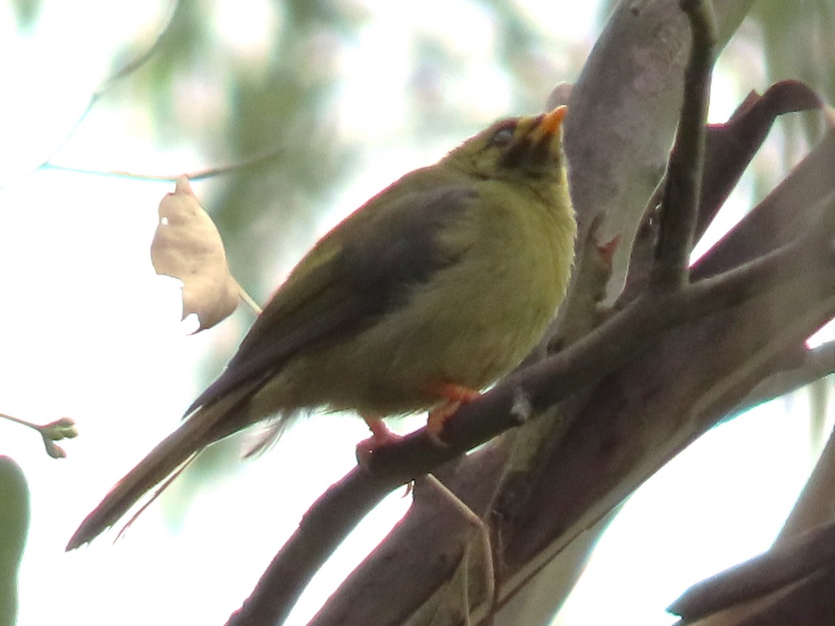 スズミツスイ - ML647648941