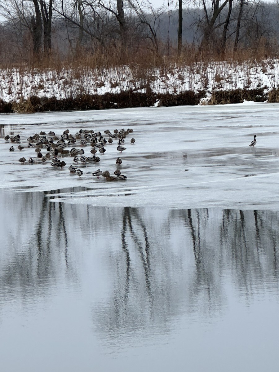 綠頭鴨 - ML647648954