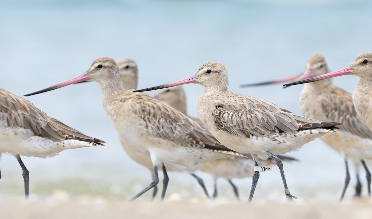 Грицик малий - ML647648957