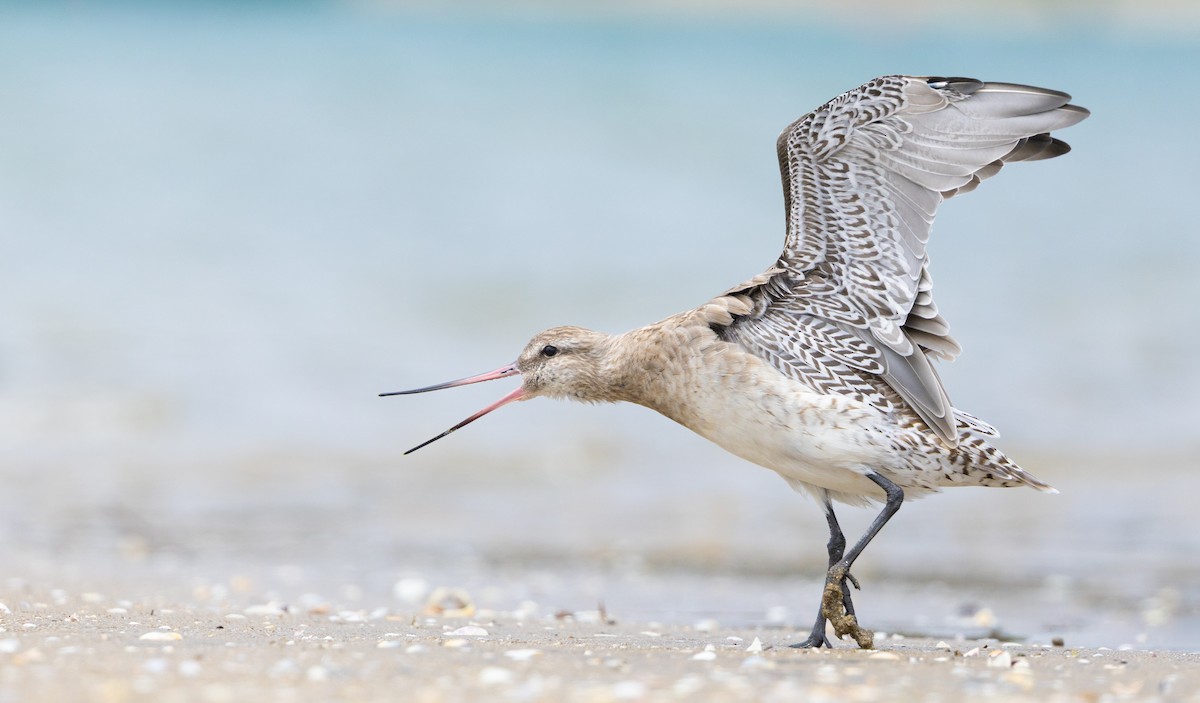 Грицик малий - ML647648958