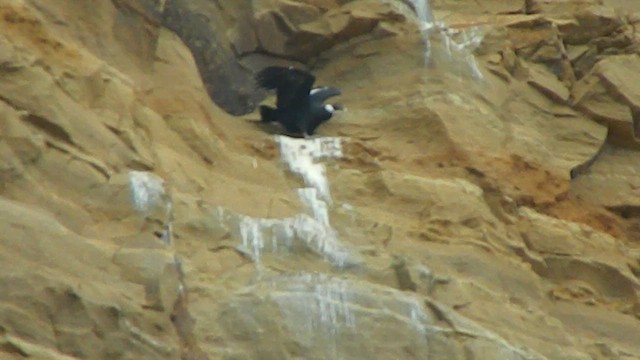 Андский кондор - ML647648963