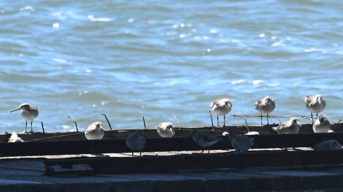 tereksnipe - ML647648969