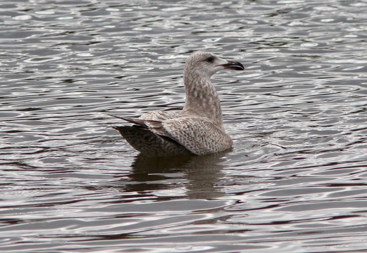American Herring Gull - ML647648971