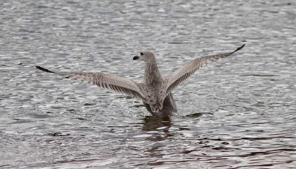 American Herring Gull - ML647648972