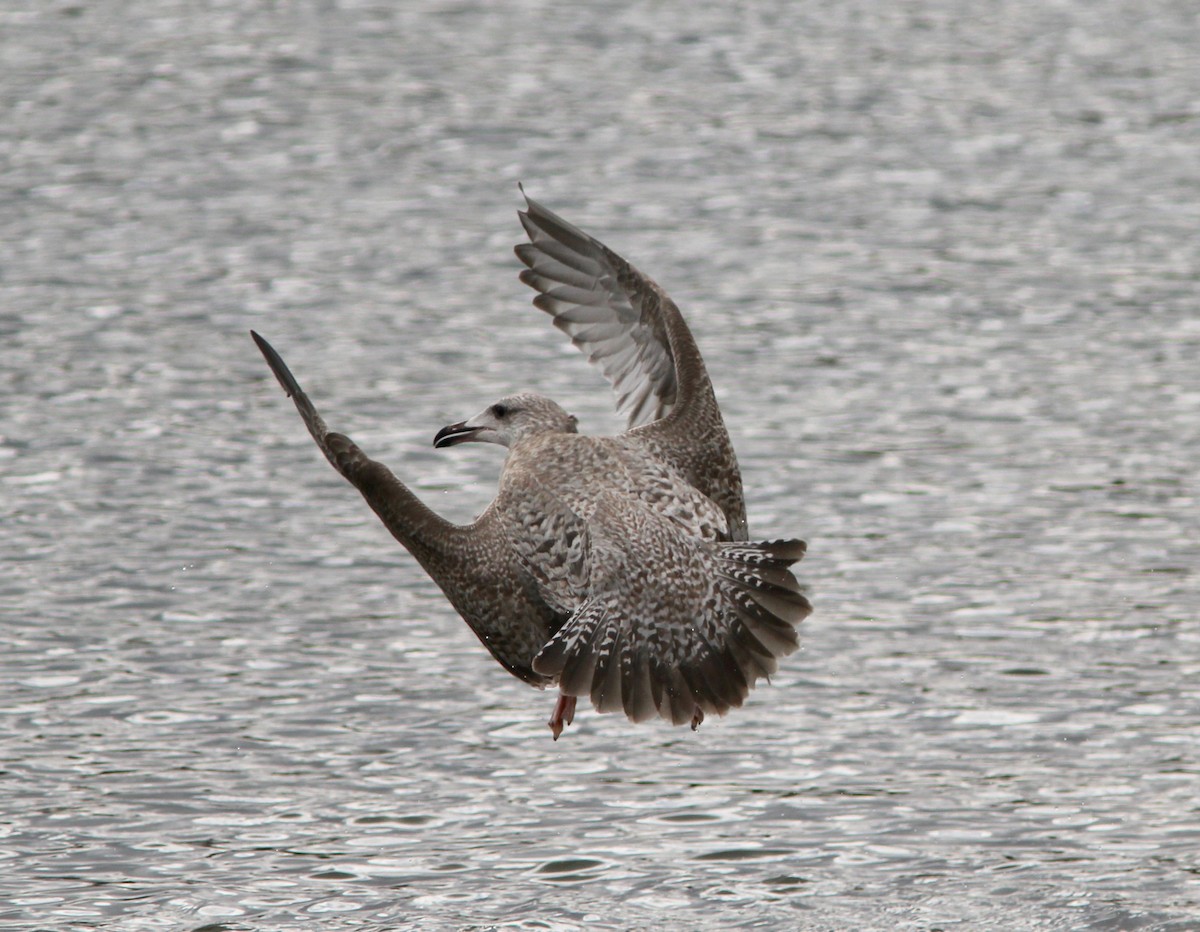 American Herring Gull - ML647648974