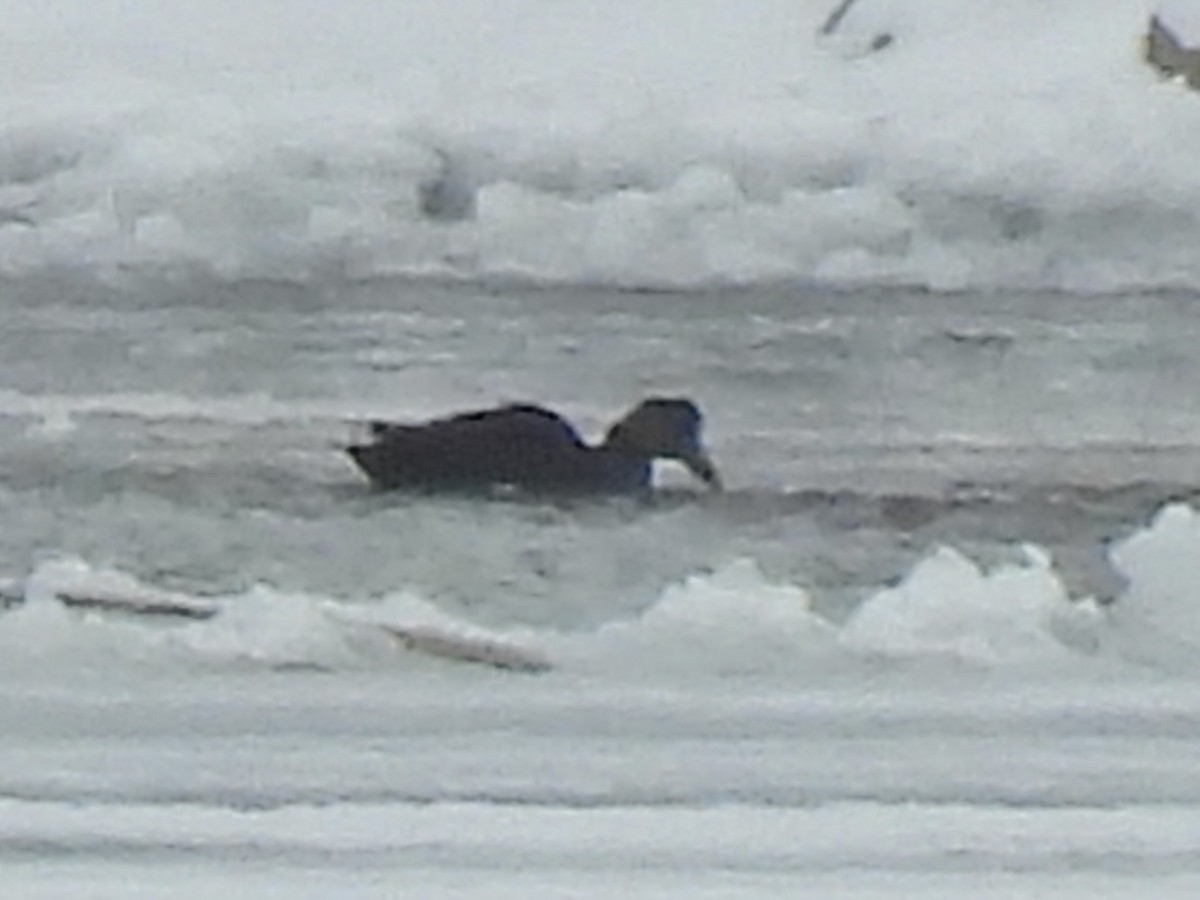 American Black Duck - ML647648975