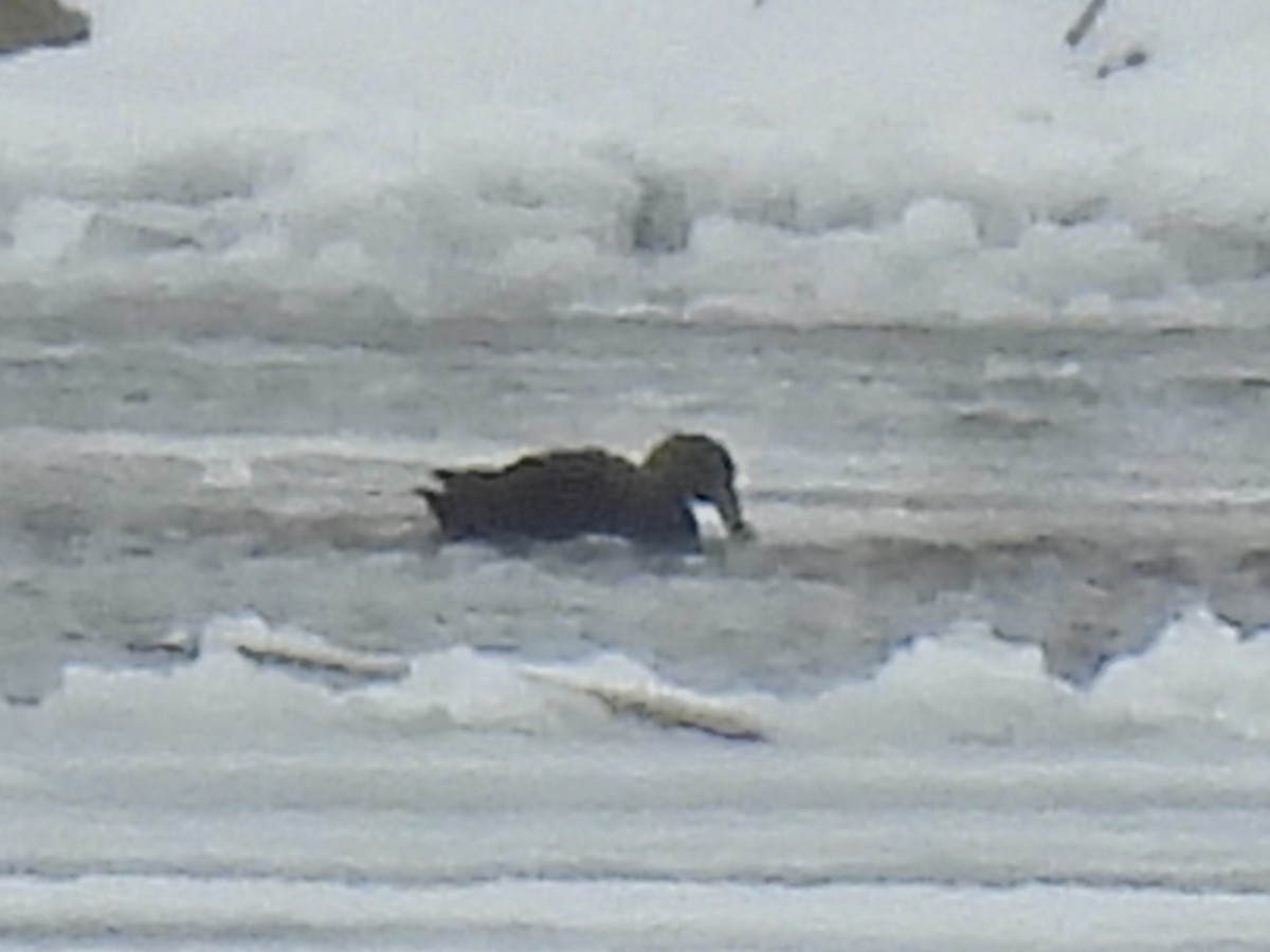American Black Duck - ML647648977