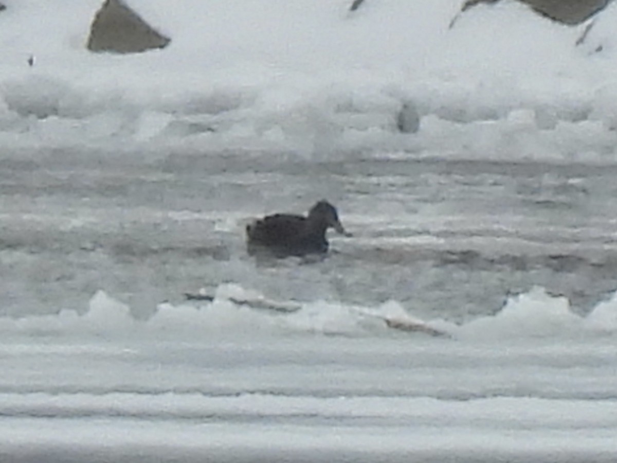 American Black Duck - ML647648978