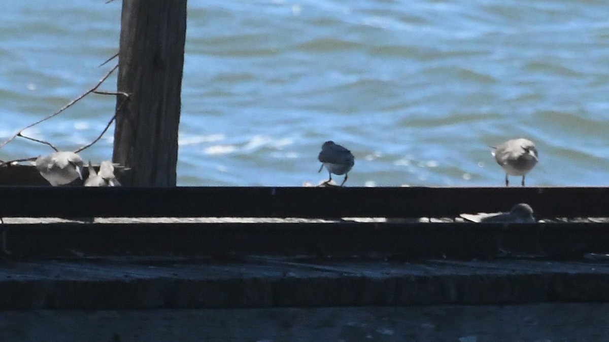 tereksnipe - ML647648986