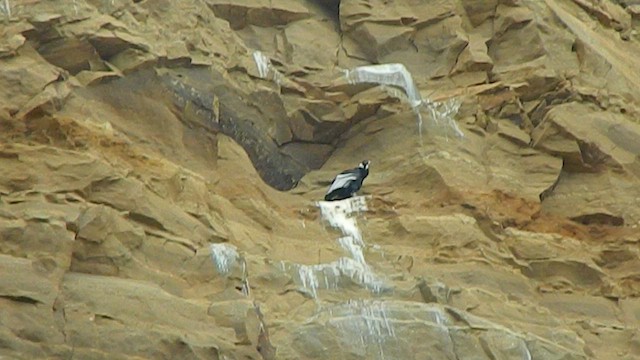 Андский кондор - ML647648997