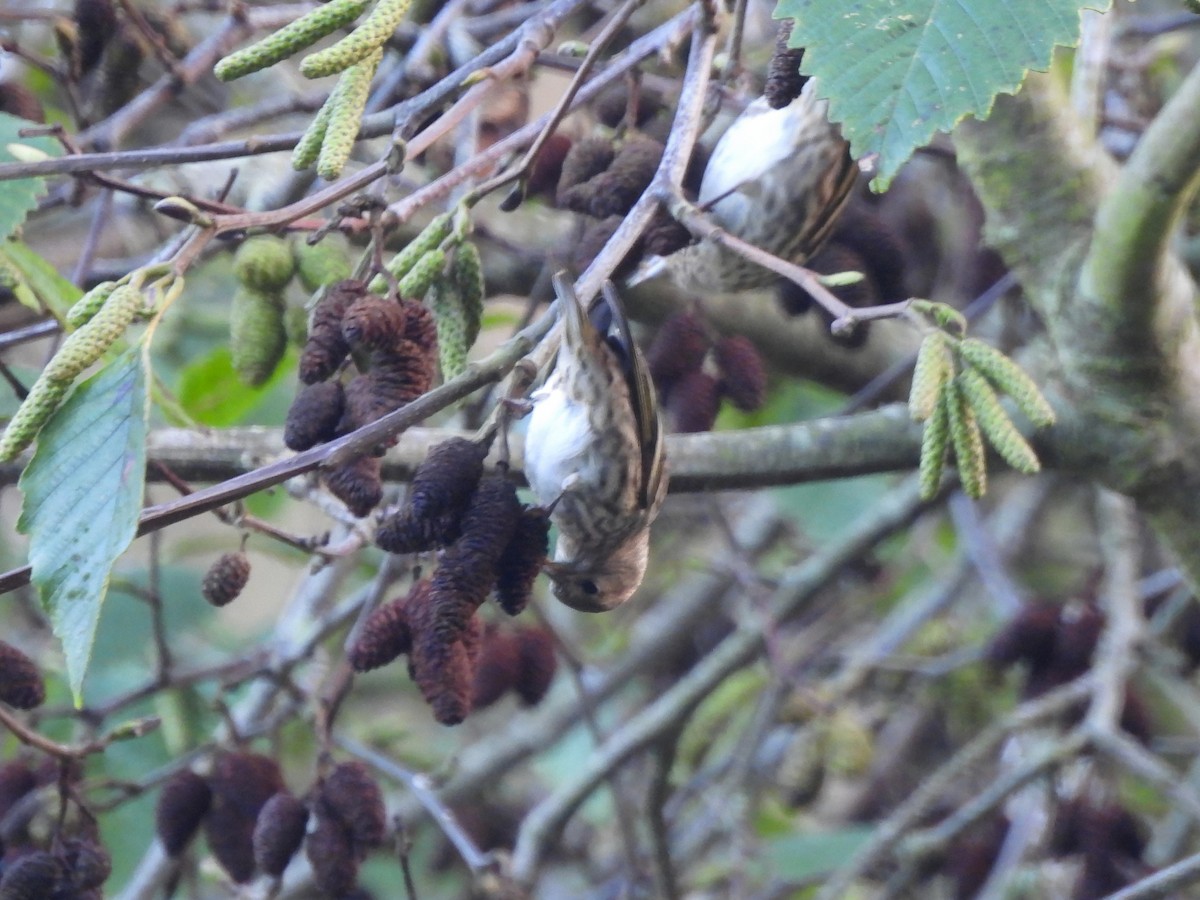 Pine Siskin - ML647648998