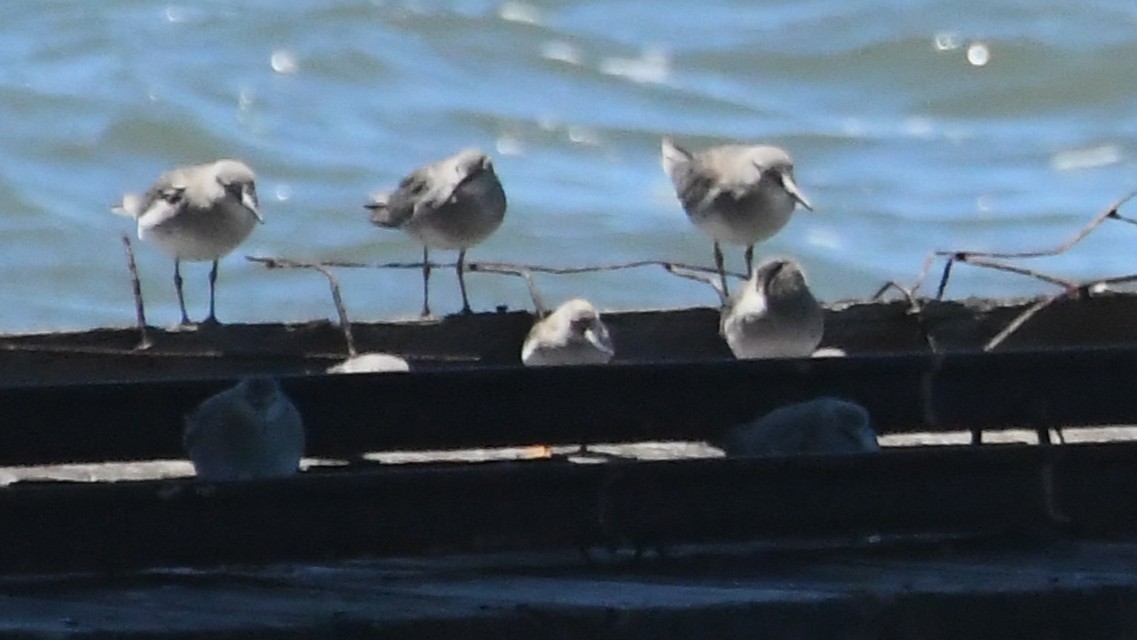 tereksnipe - ML647648999