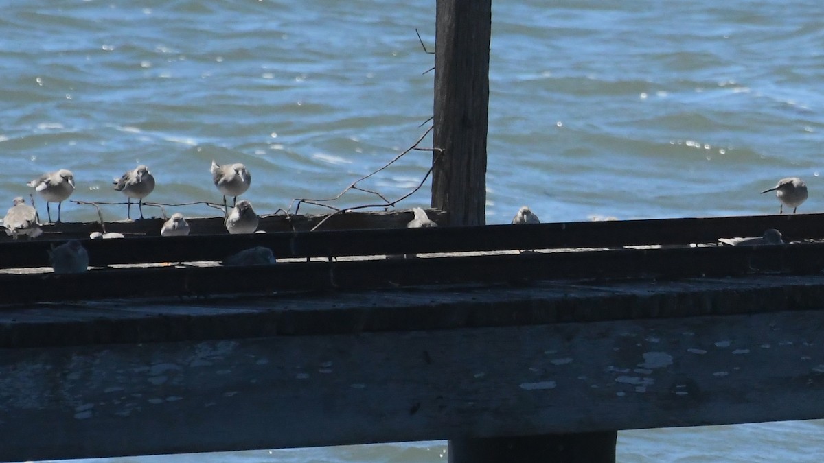 tereksnipe - ML647649010