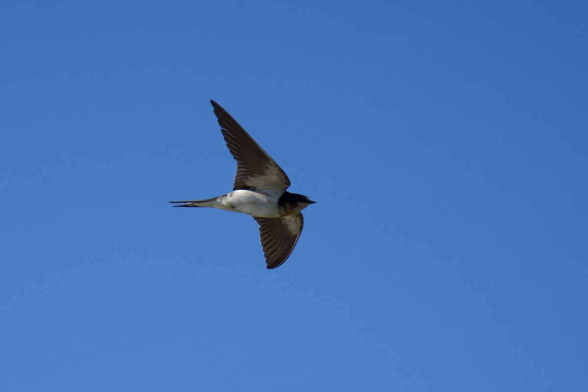 Ластівка сільська - ML647649027