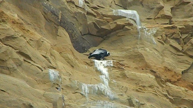 Андский кондор - ML647649036