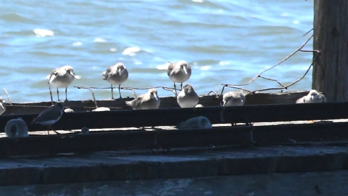 tereksnipe - ML647649052