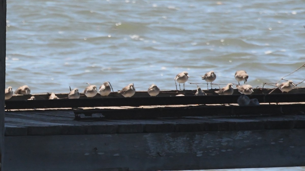 Gray-tailed Tattler - ML647649074