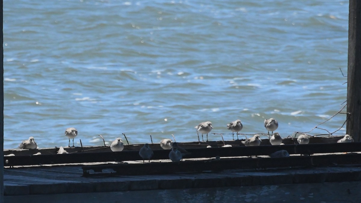 Gray-tailed Tattler - ML647649086