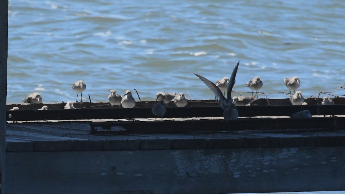 Gray-tailed Tattler - ML647649096