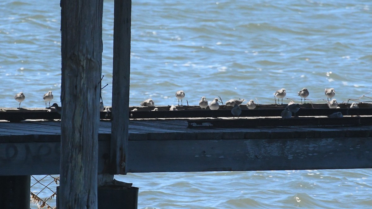 Gray-tailed Tattler - ML647649098