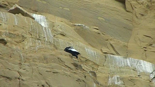 Андский кондор - ML647649100