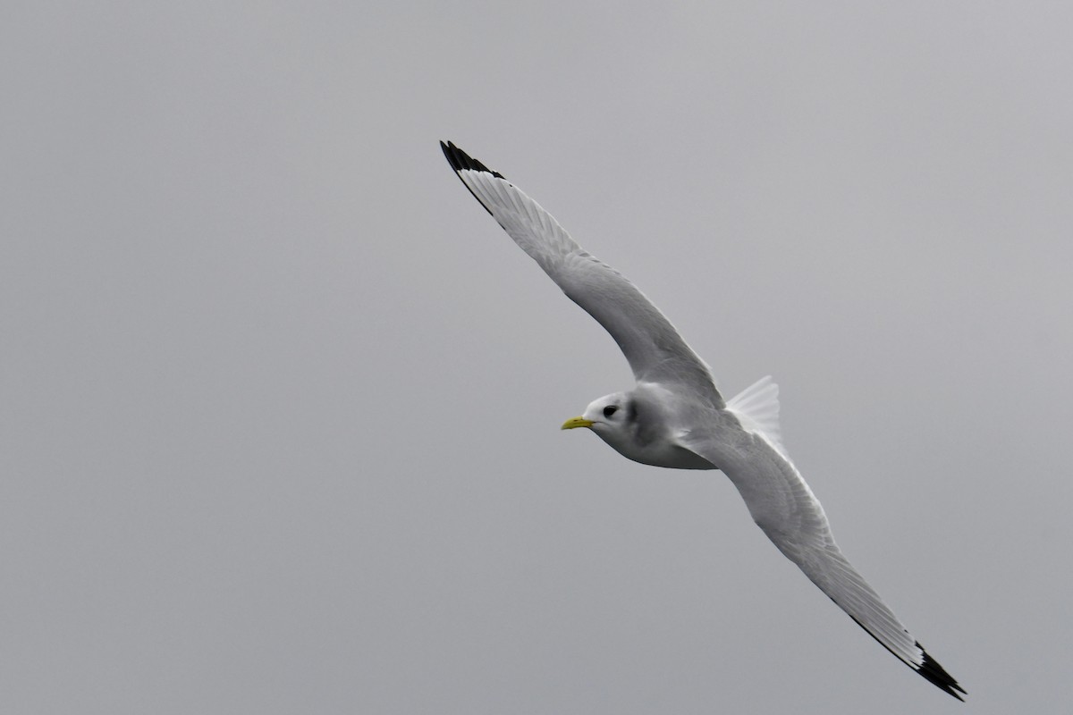 racek tříprstý - ML647649112