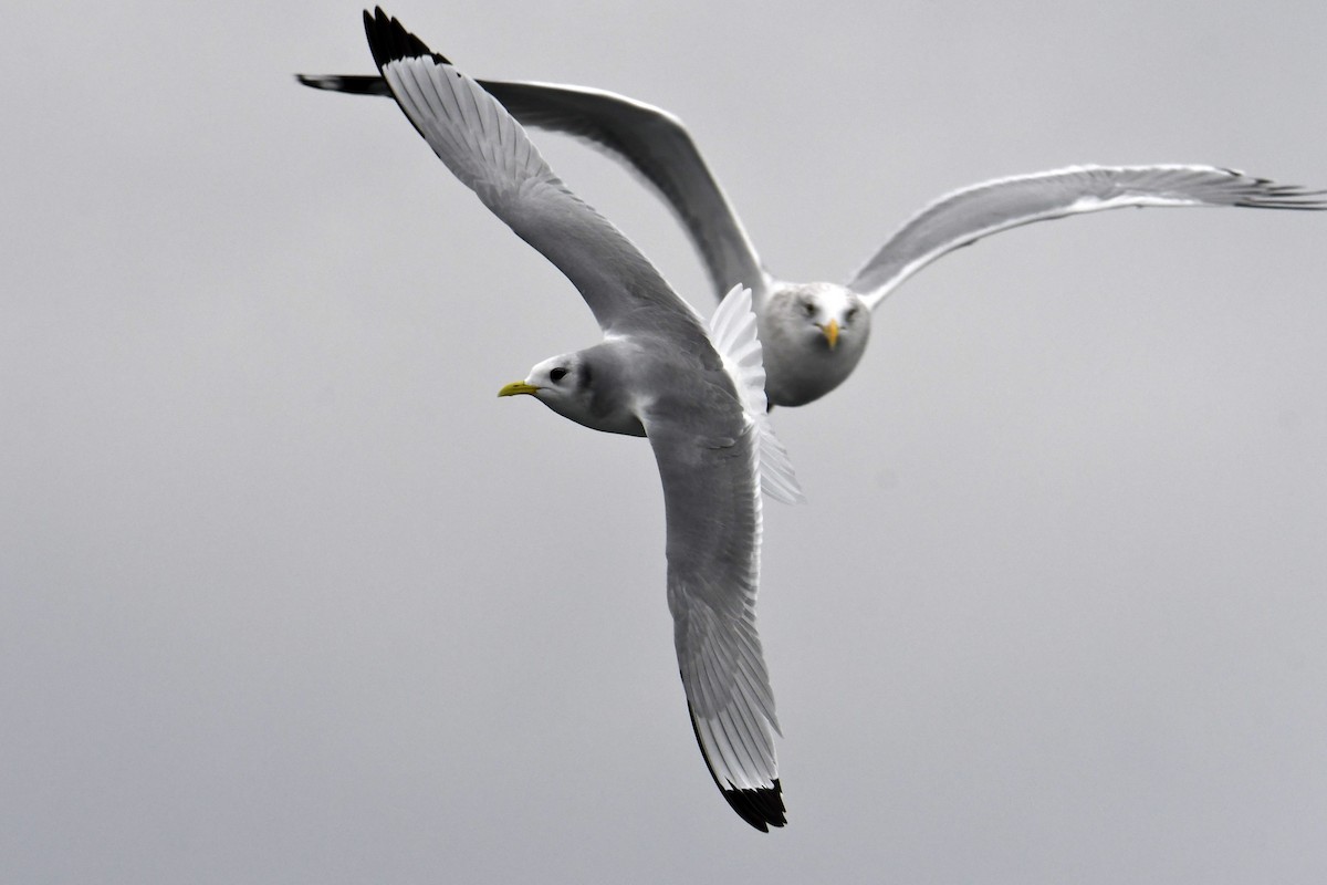 racek tříprstý - ML647649113