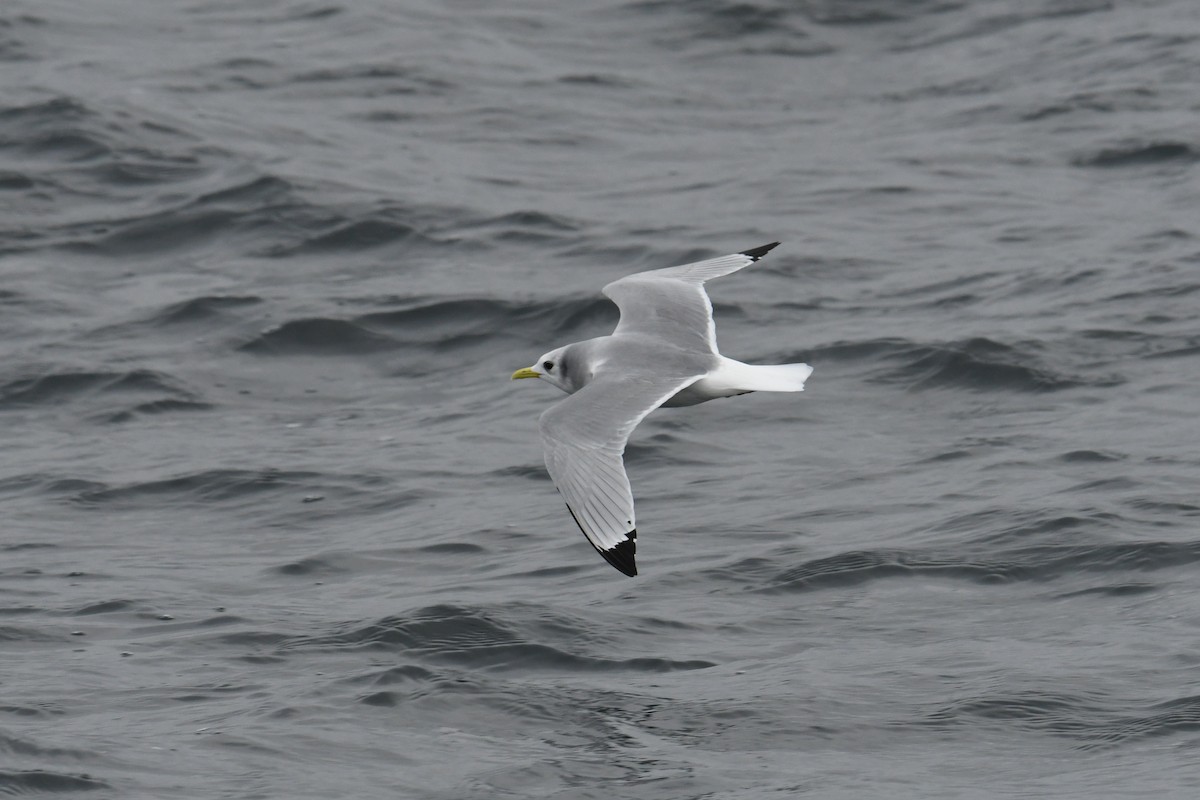 racek tříprstý - ML647649114