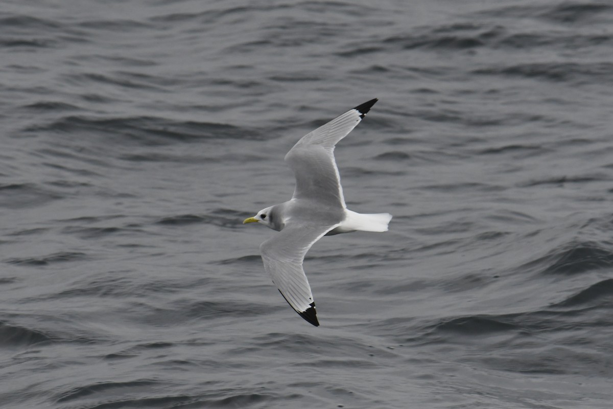 racek tříprstý - ML647649115