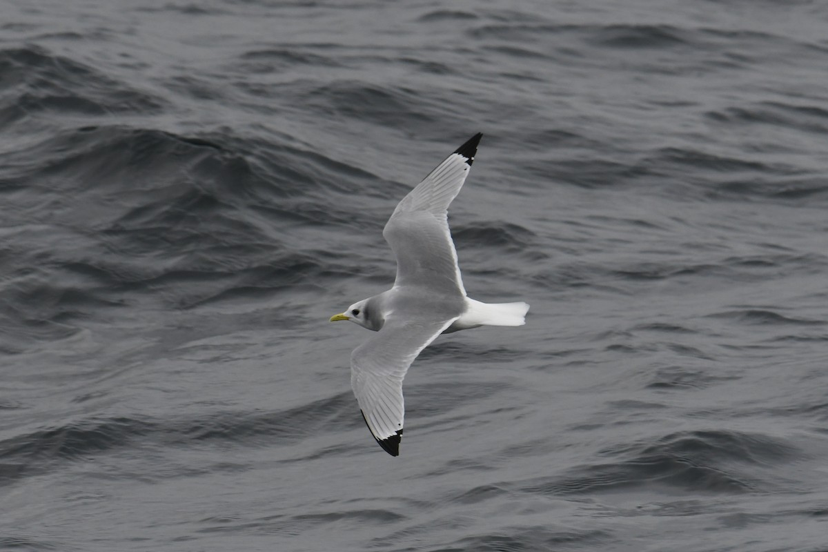 racek tříprstý - ML647649116