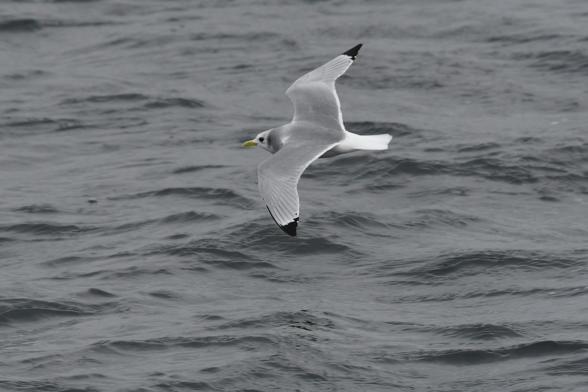 racek tříprstý - ML647649117