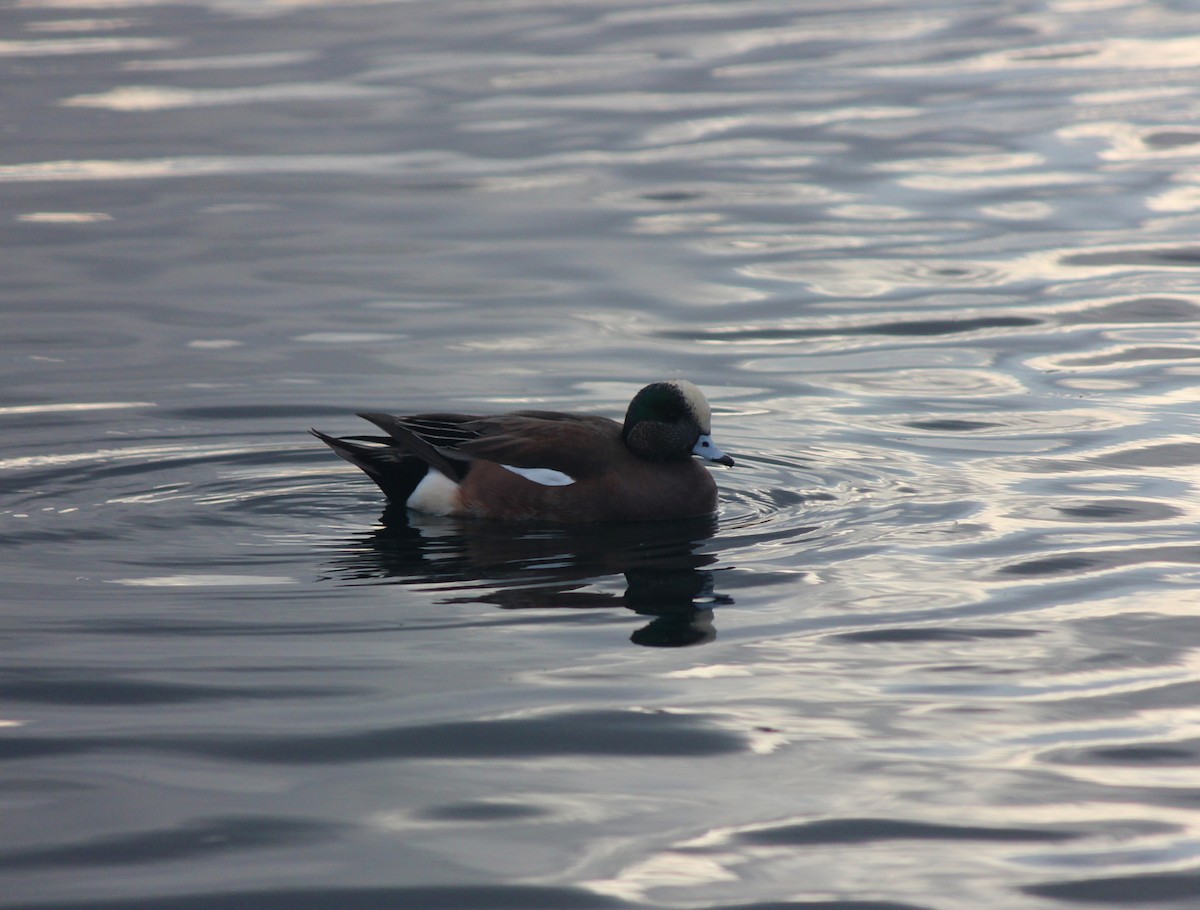 hvízdák americký - ML647649118