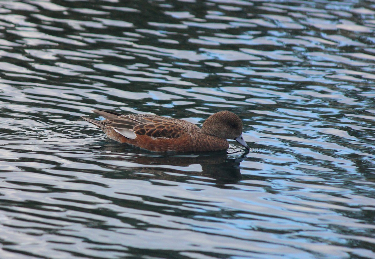 hvízdák americký - ML647649119