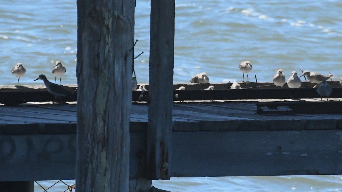 vodouš říční - ML647649120