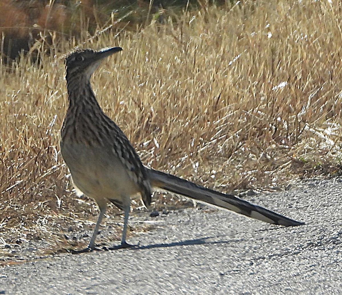 kukačka kohoutí - ML647649122