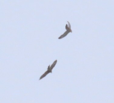 sokol stěhovavý - ML647649123