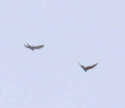 sokol stěhovavý - ML647649125