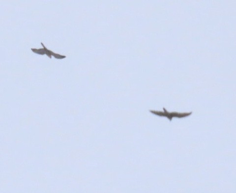 sokol stěhovavý - ML647649126